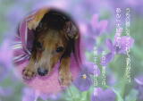 あんこちゃんのメモリアル写真　ペット葬儀日：２０１０年６月９日　茨城県よりご依頼